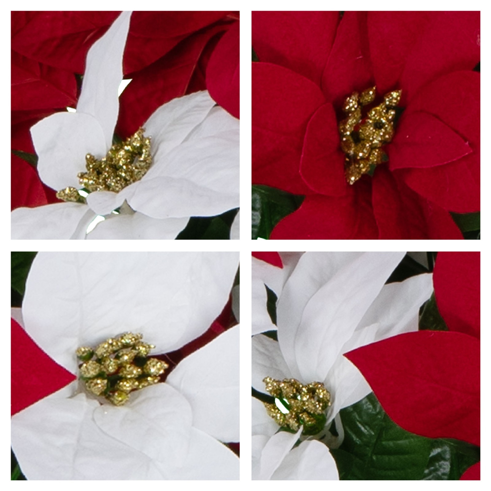 Artificial Cemetery Flowers – Red and White Poinsettias with Gold Glitter