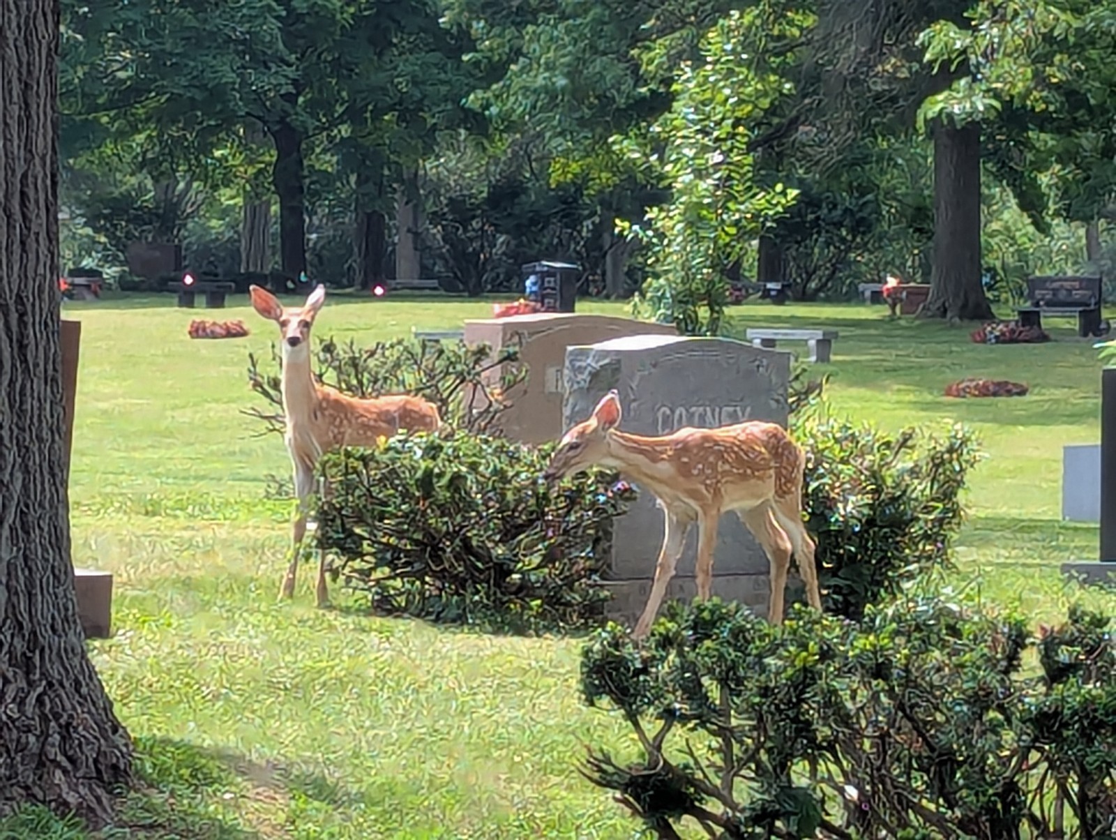 Acacia Park Cemetery Birmingham, MI Lot 225 S/2 sec W spaces 7-12 (6) available