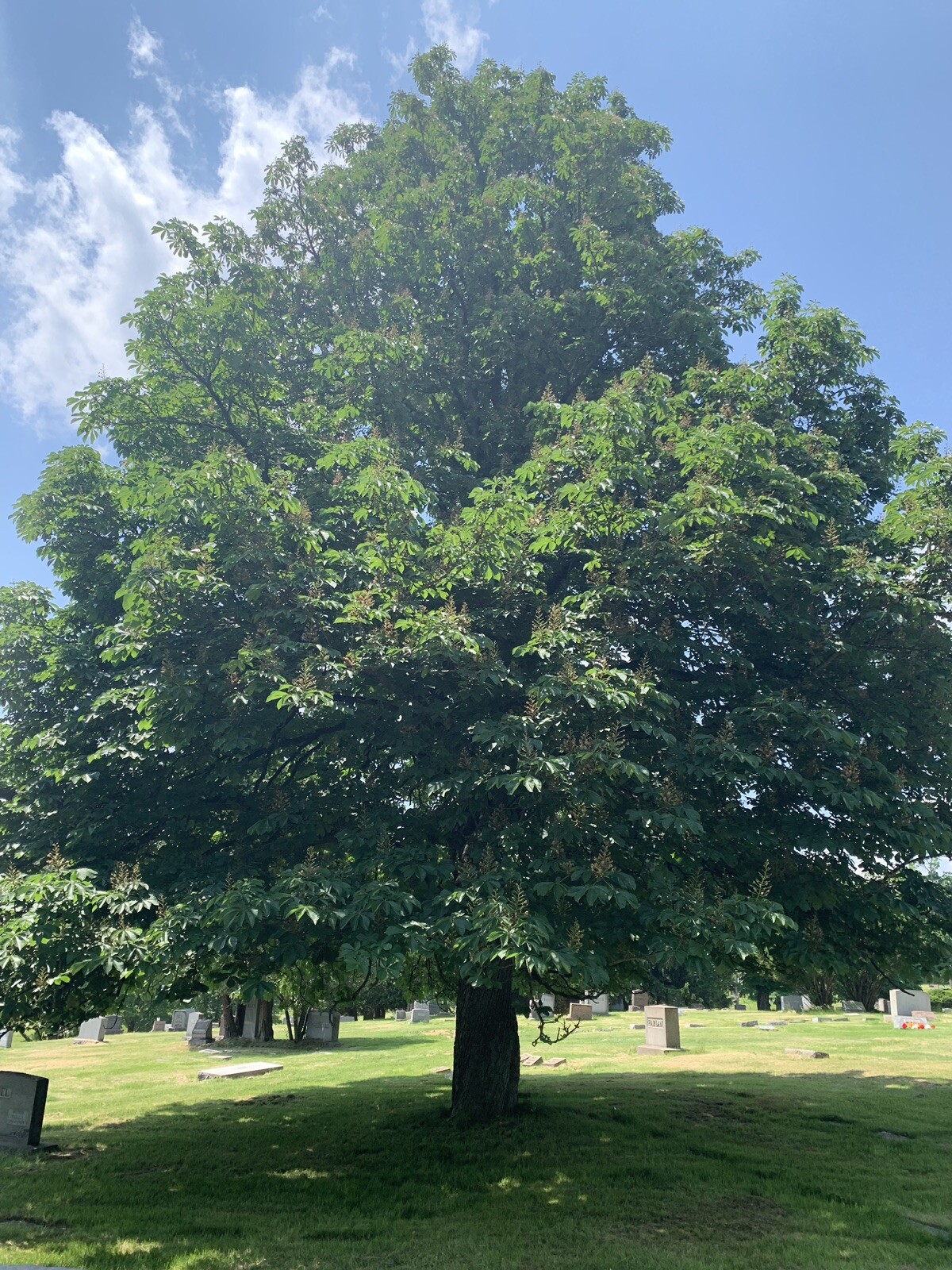 5 CEMETERY PLOTS IN MOUNT ROYAL MEMORIAL PARK CRESCENT PART 3 (Glenshaw, PA)