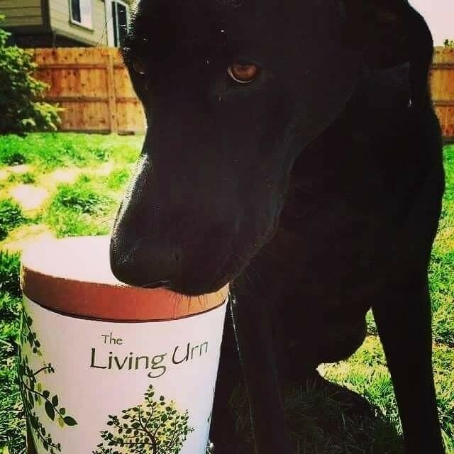 THE LIVING URN 💚🙏🌳 FREE SHIPPING!!!