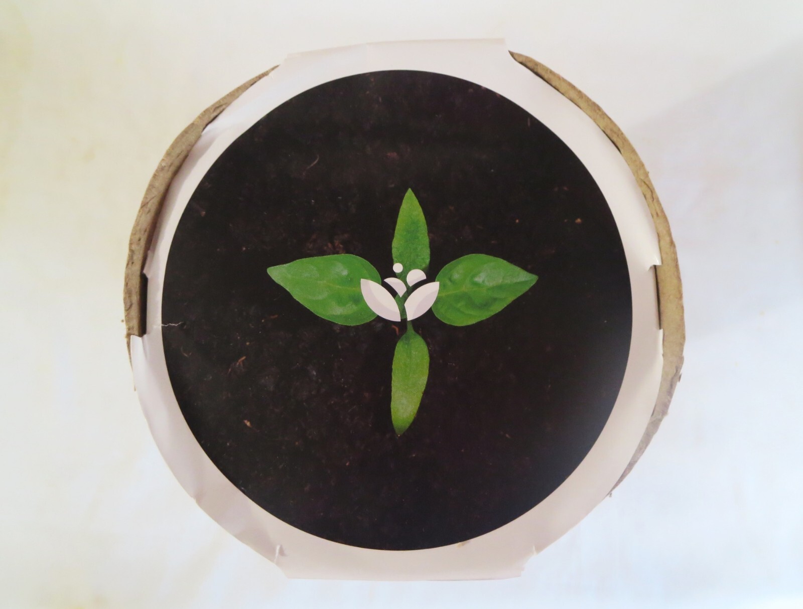 KIRI Biodegradable Tree Urn, Eco Burial Urn w/Crepe(Crape) Myrtle Tree Seeds NOB